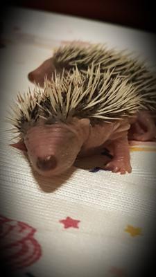 Igel in Not – Päppelplätze gesucht