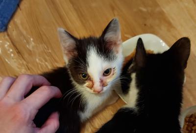 Hilf den vielen Streunerkatzen: Unterstütze unsere Kastrationsaktionen