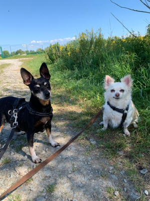 Hilf uns bei den Tierarztkosten für Luzy und Bienchen