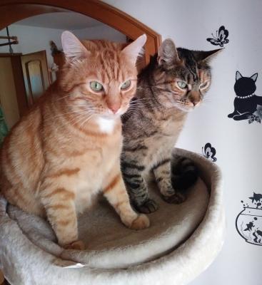 Rosti und Tigga