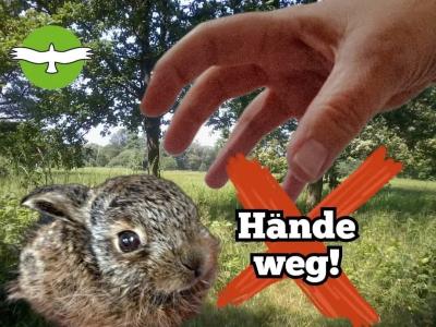 Hände weg von Jungtieren