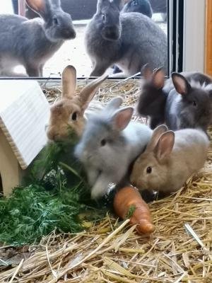 Salatspenden dringend gesucht