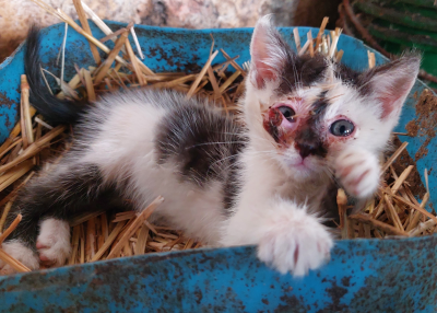 Kleine Entscheidung, große Wirkung: Kastration rettet Katzenleben