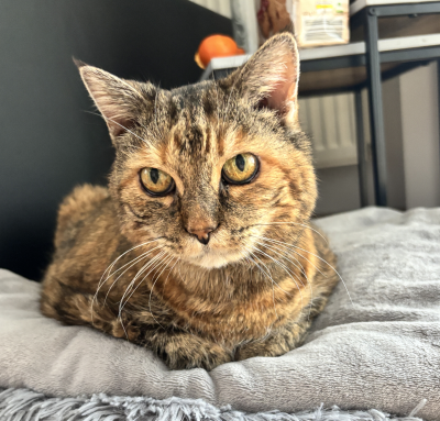 Mausi
