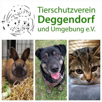 Ein erfolgreiches Jahr 2024 im Tierheim Plattling: Dankbarkeit und Freude
