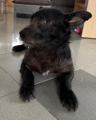 Pflegestellen für rumänische Straßenhunde gesucht