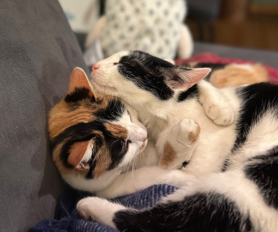 Susi und Strolchi