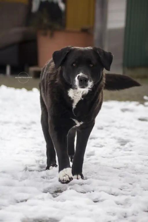 3 Hunde suchen nach Todesfall neues Zuhause 3 Hunde suchen nach Todesfall neues Zuhause