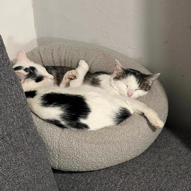 Sven, Emil, Nelly Katzenhilfe Deggendorf Sven, Emil, Nelly Katzenhilfe Deggendorf