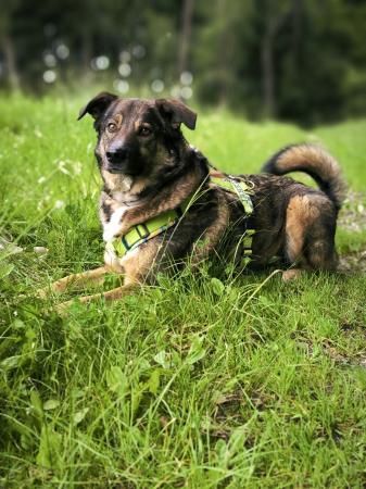 Speedy - Vermittlungshilfe TH Benk / Pfarrkirchen