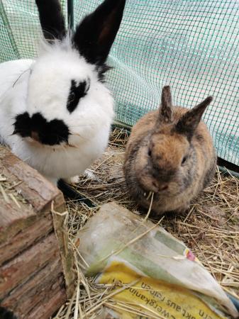 Wanda und Gismo               DIREKTVERMITTLUNG