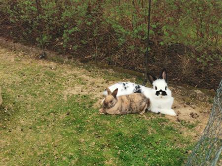 Wanda und Gismo               DIREKTVERMITTLUNG