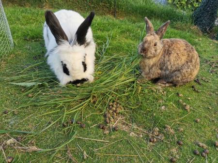 Wanda und Gismo               DIREKTVERMITTLUNG