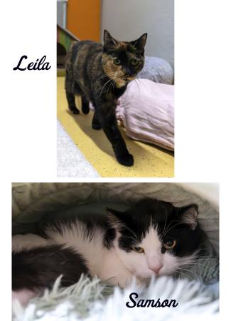 Leila & Samson