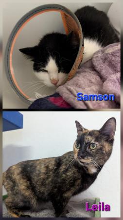 Leila & Samson