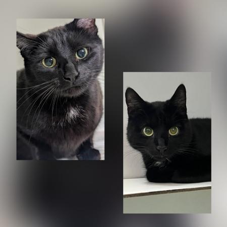 Nala & Baghira 