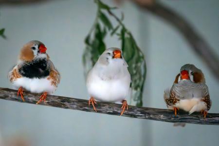 Zebrafinken, Kanarien, Wellensittische & Nymphensittiche