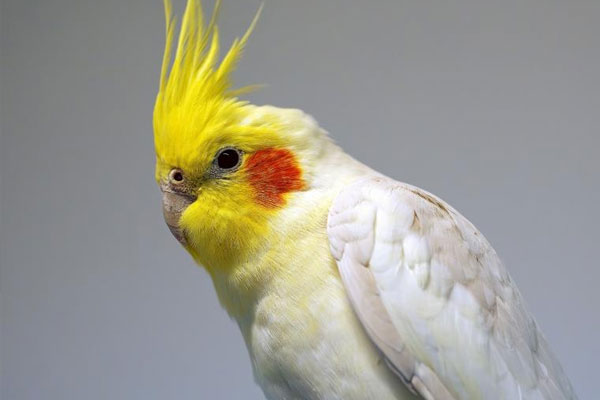 Vögel